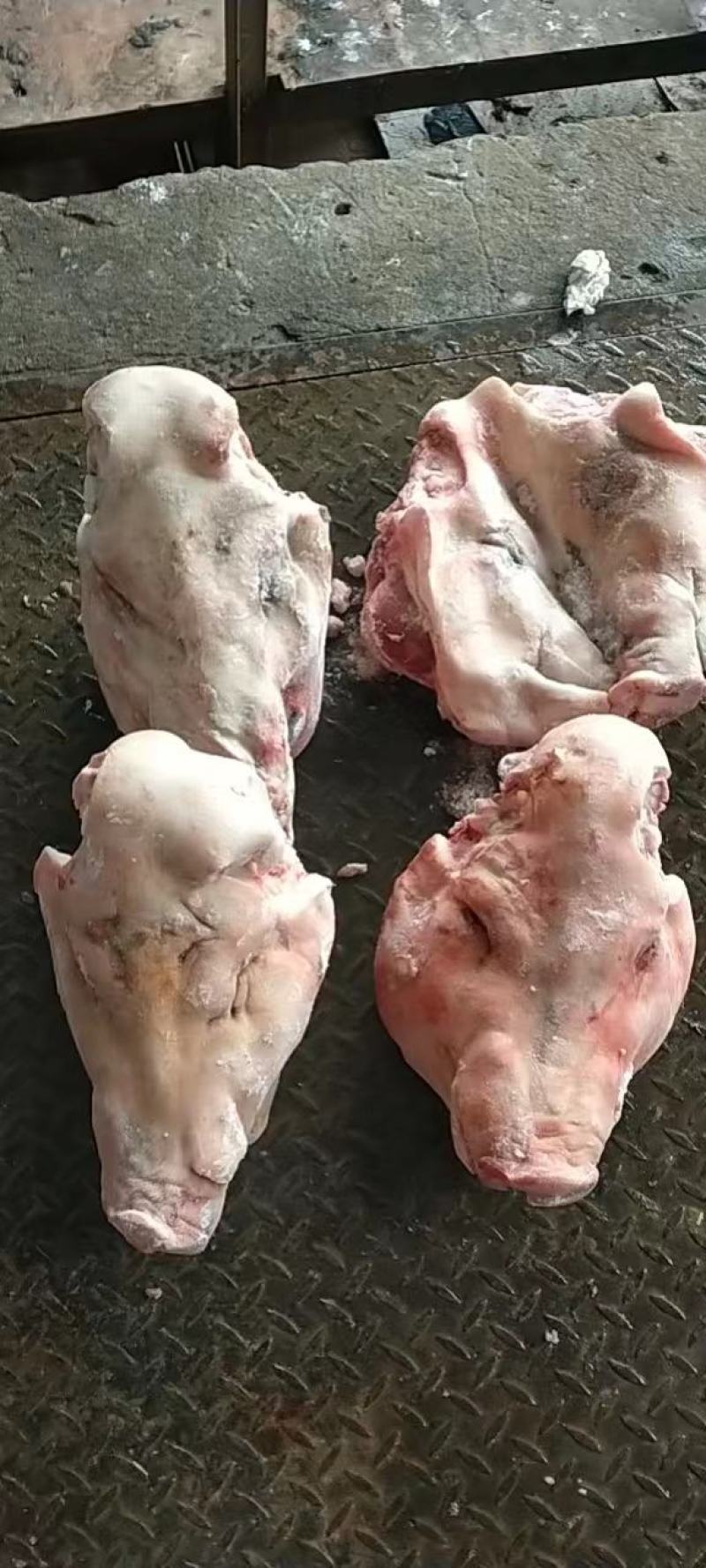 生态猪头