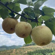 新品种早熟秋月梨7两以上的多