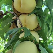 桃子成熟大量大量上市