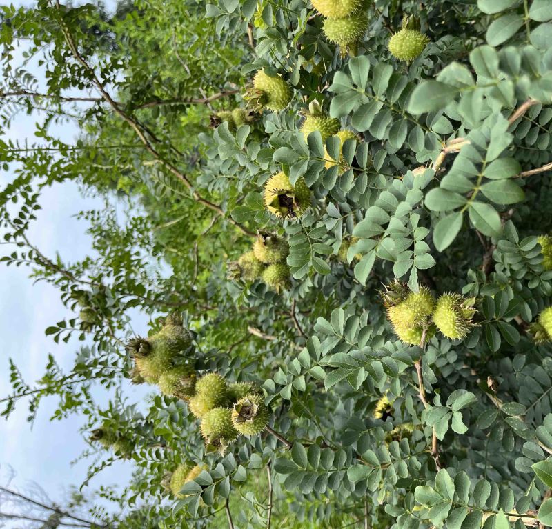 刺梨鲜果野生