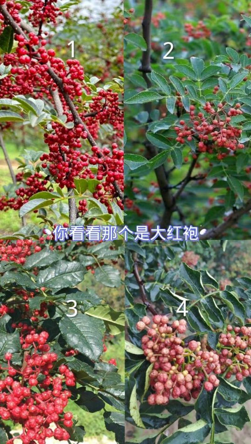 正宗大红袍花椒