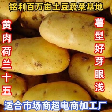 黄心土豆:荷兰十五希森6号实验1号v7沃土5号雪川红