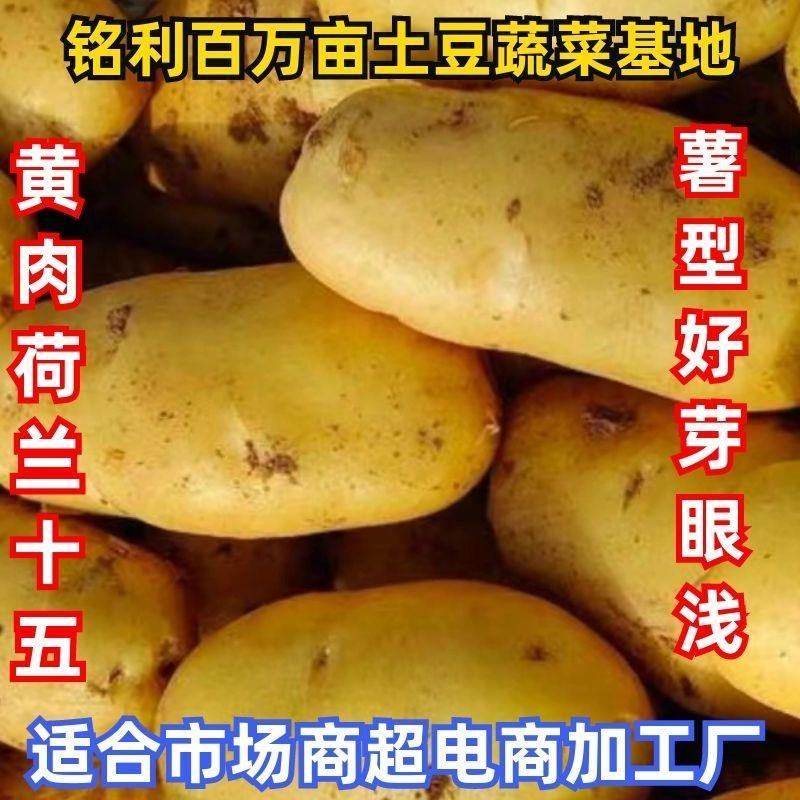 黄心土豆:荷兰十五希森6号实验1号v7沃土5号雪川红