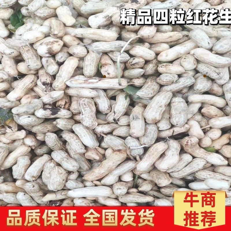 四粒红花生/小白沙，大白沙大量上市/按需挑选包装，