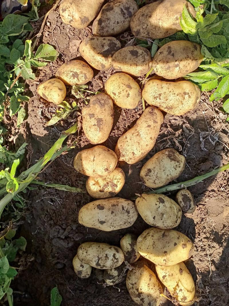 黄心土豆:荷兰十五希森6号实验1号v7沃土5号ev雪川红
