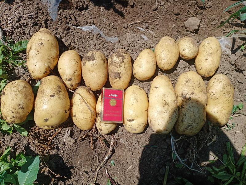 黄心土豆:荷兰十五希森6号实验1号v7沃土5号ev雪川红