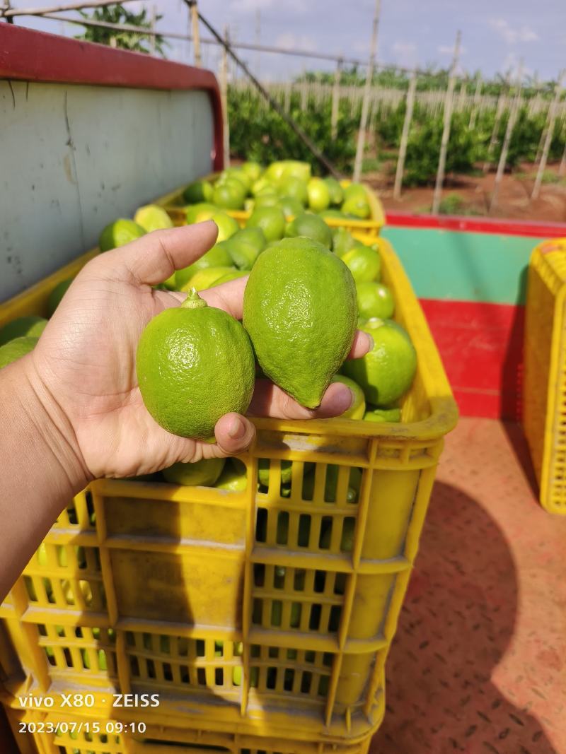 广东香水柠檬基地，质量保证一年四季有货