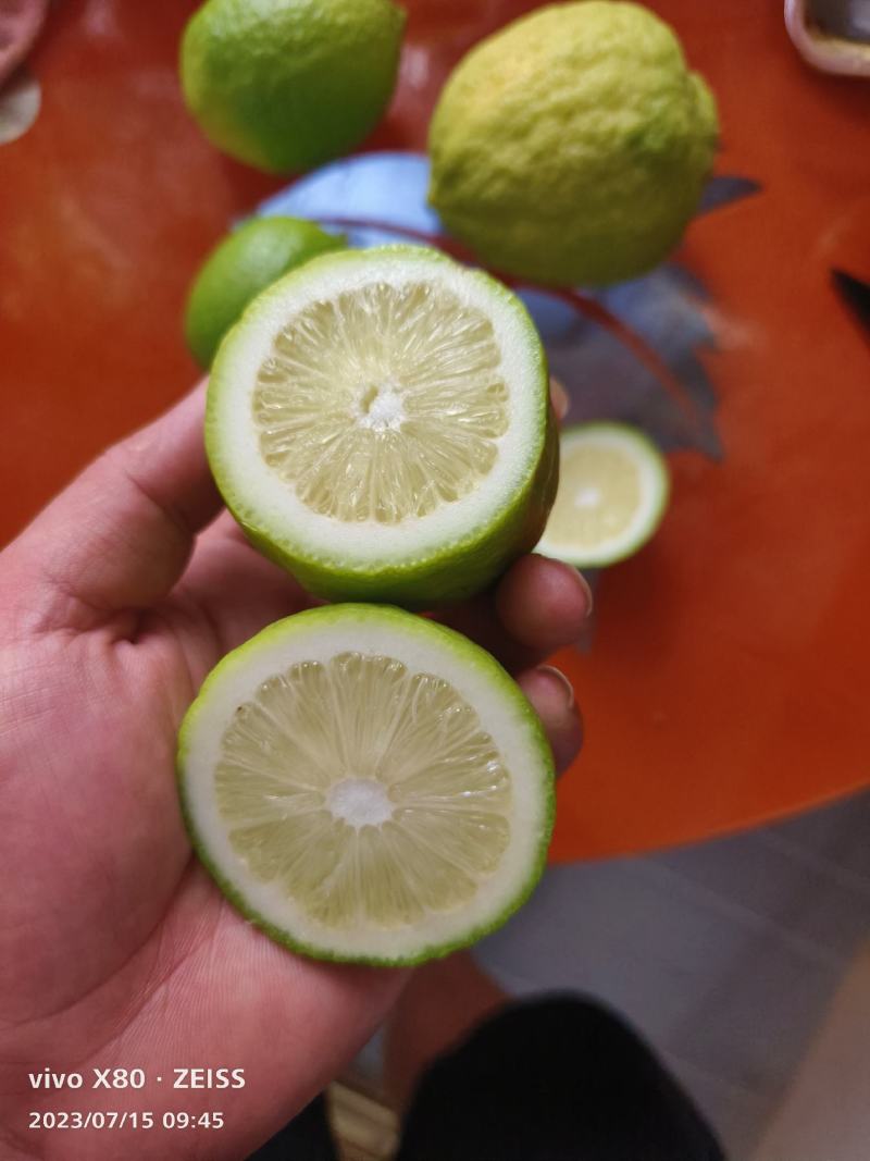 广东香水柠檬基地，质量保证一年四季有货