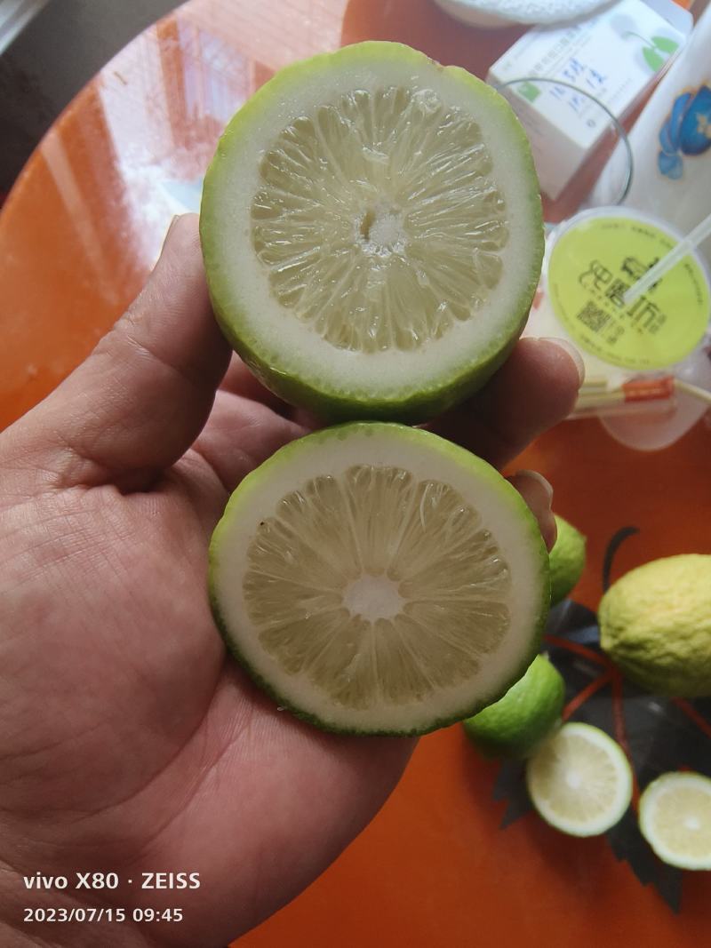 广东香水柠檬基地，质量保证一年四季有货