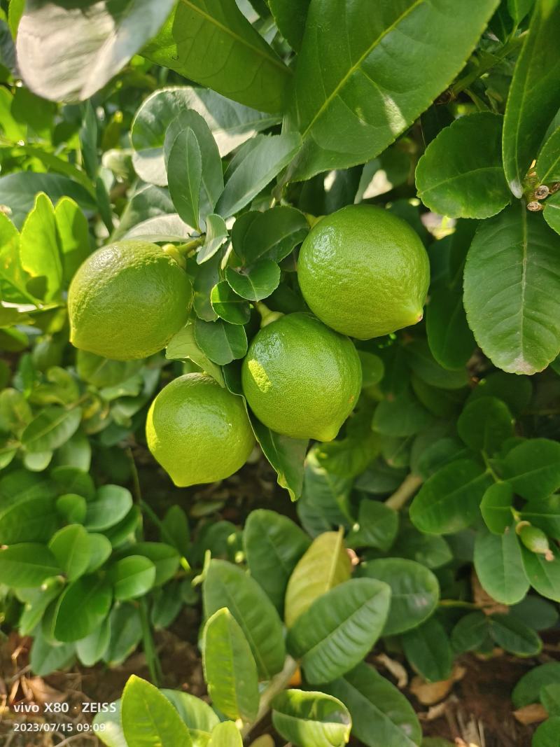 广东香水柠檬基地，质量保证一年四季有货