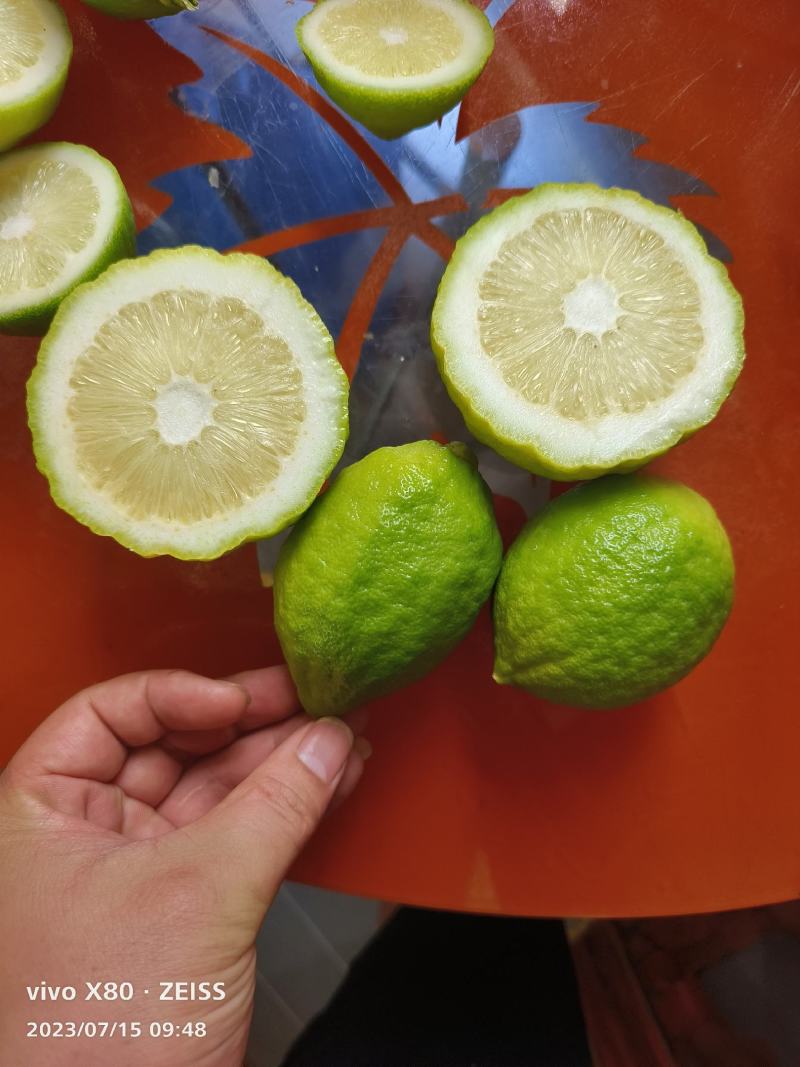 广东香水柠檬基地，质量保证一年四季有货