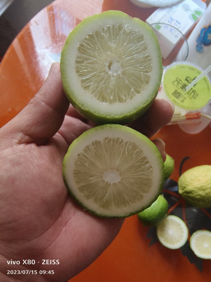 广东香水柠檬基地，质量保证一年四季有货