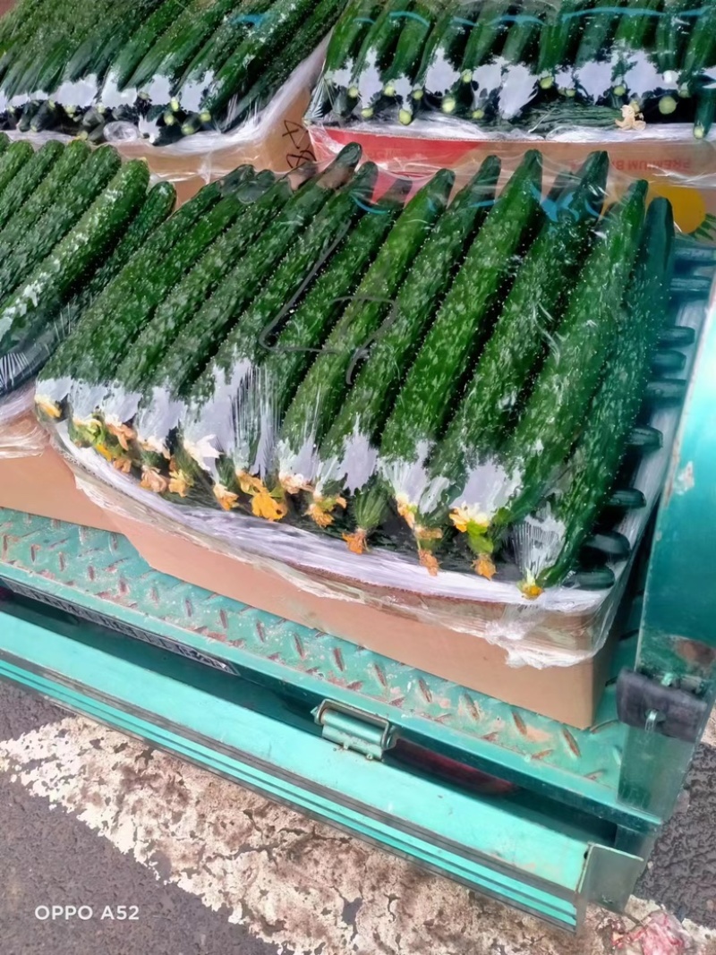 黄瓜，产地直销量大从优全国可发质量保证牛商推荐