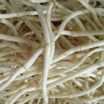 鱼腥草又名折耳根