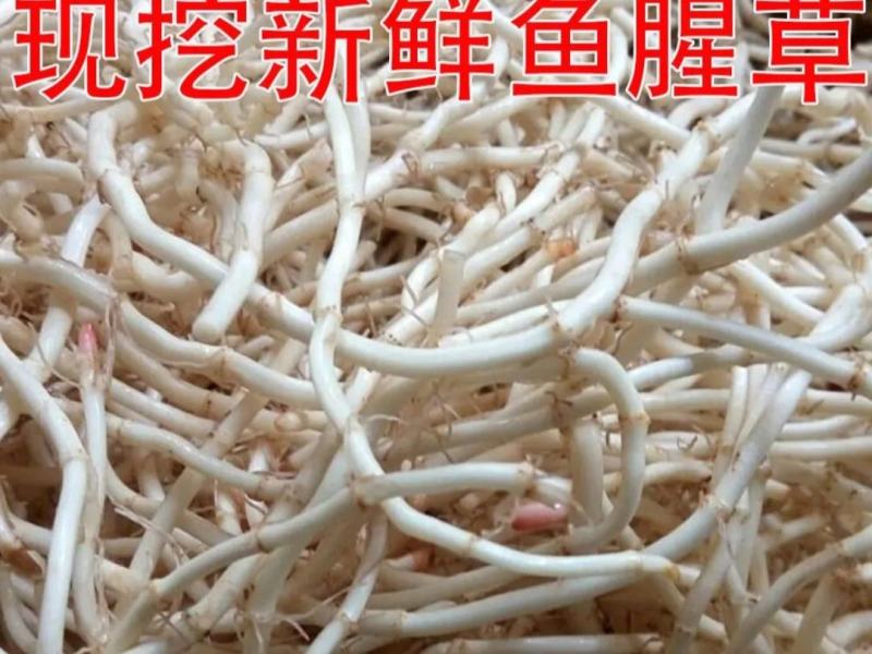 鱼腥草又名折耳根