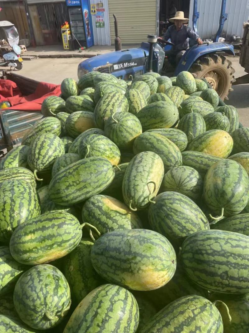 （实力强推）精品绿爽绿裳西瓜，甘甜可口供应各大商超