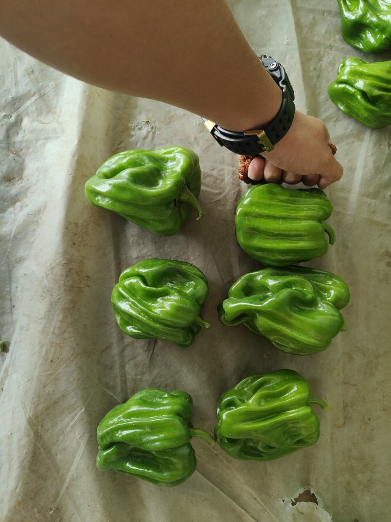 精品麻辣椒，大量有货