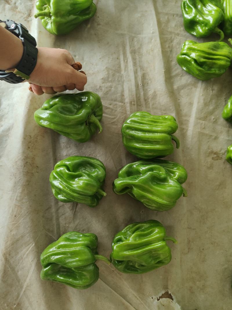 精品麻辣椒，大量有货