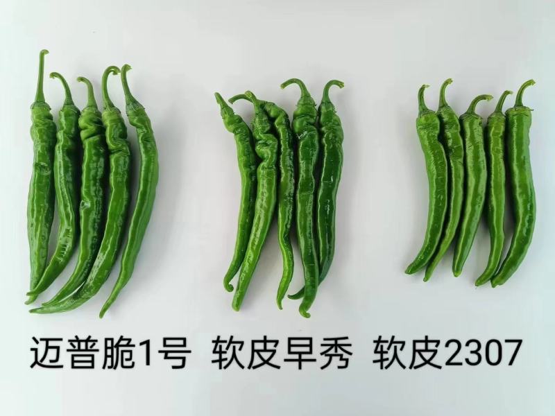 ＿一代交配，先正达旗下公司出品，迈普脆1号辣椒精益求精。