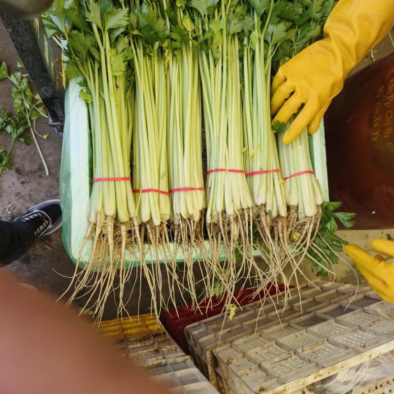 精品香芹芹菜对接全国量大从优基地批发质量保证诚信经营