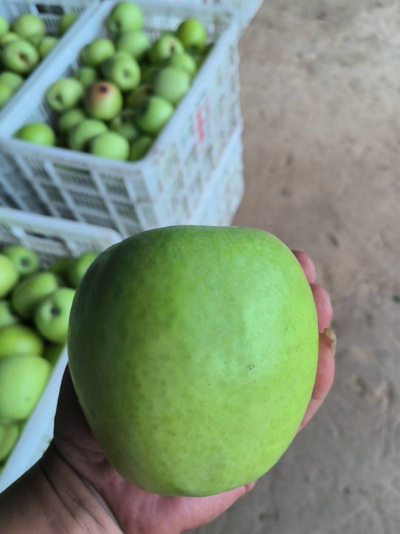 华硕苹果，