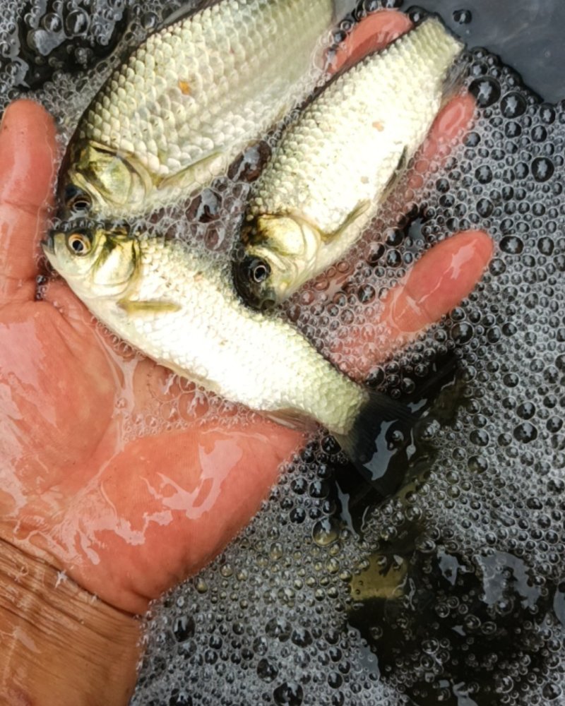 中科3号中科5号鲫鱼，5钱到2两