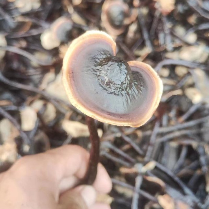 竹灵芝灵芝仿野生竹灵芝灵芝基地种植