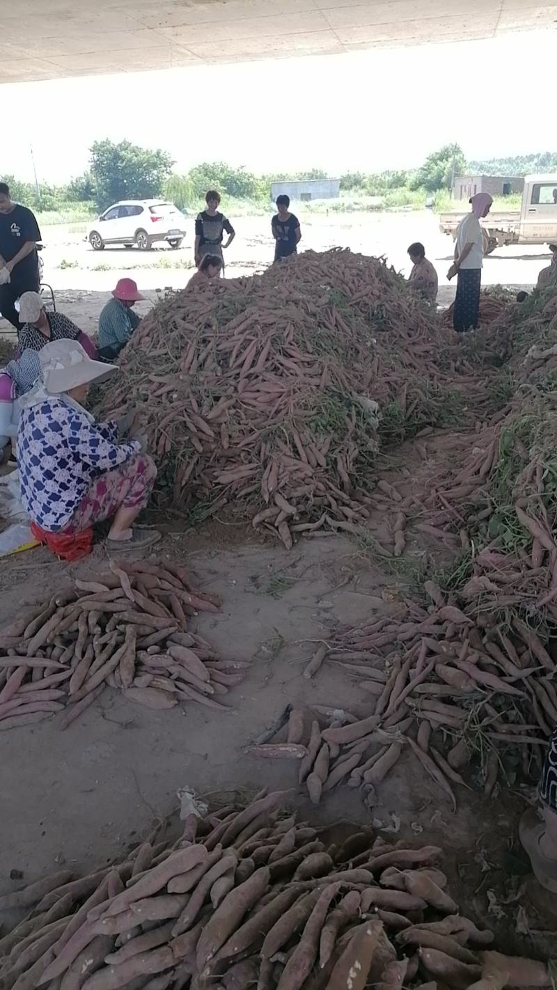 板栗红薯，产地直发，可一件代发全国，欢迎来电咨询