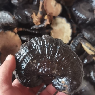 黑灵芝长腿黑灵芝灵芝基地种植自产自销