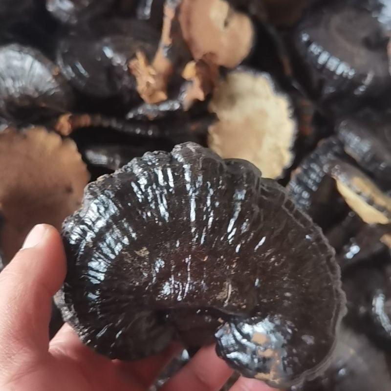 黑灵芝长腿黑灵芝灵芝基地种植自产自销