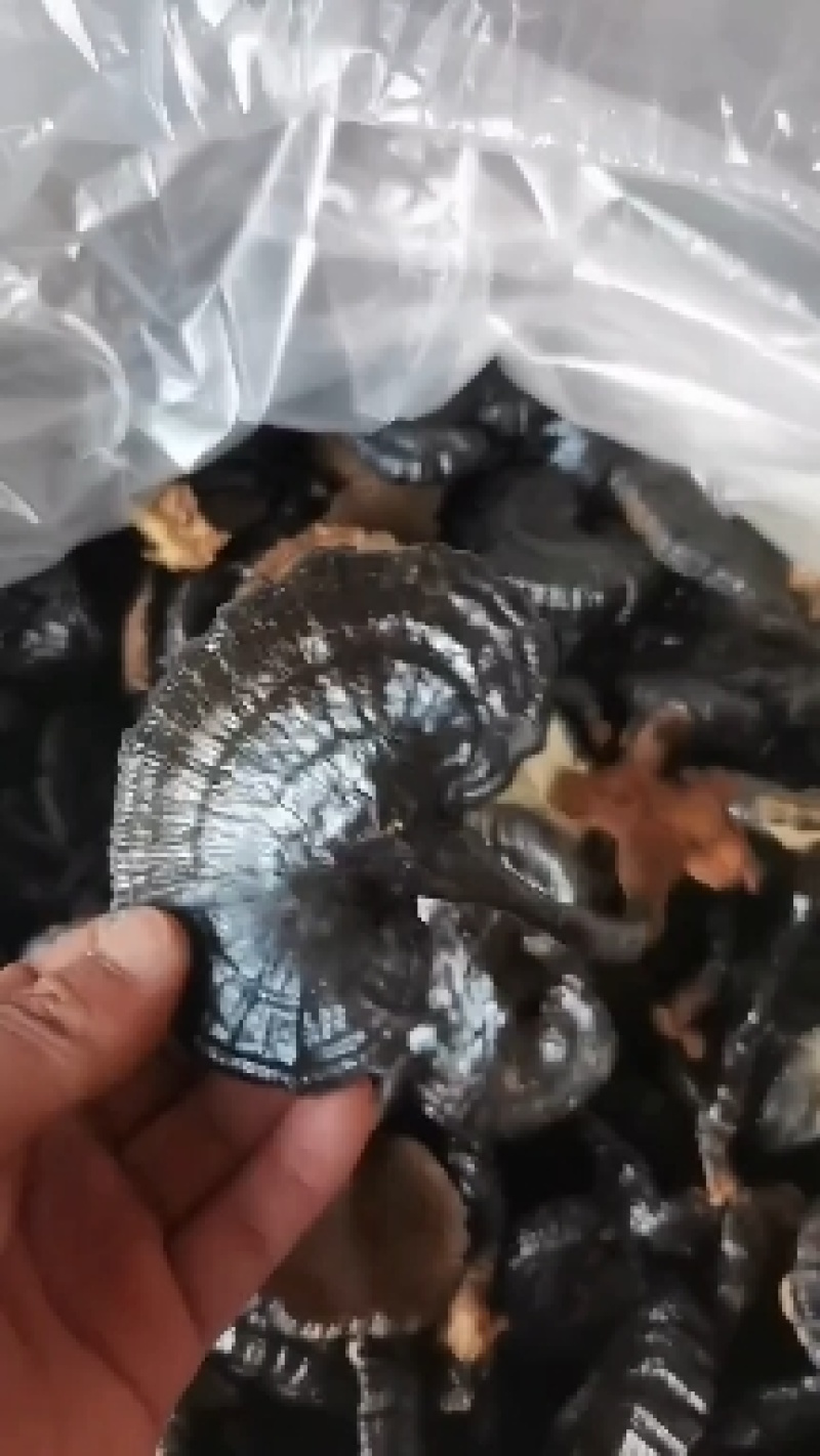 黑灵芝长腿黑灵芝灵芝基地种植自产自销