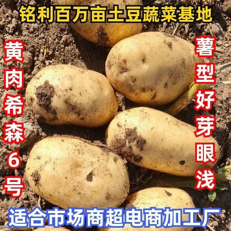 黄心土豆:希森6号实验1号v7沃土5号荷兰十五ev雪川红