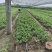 基地直供，香野甜宝越秀艳丽等品种，大量有货。