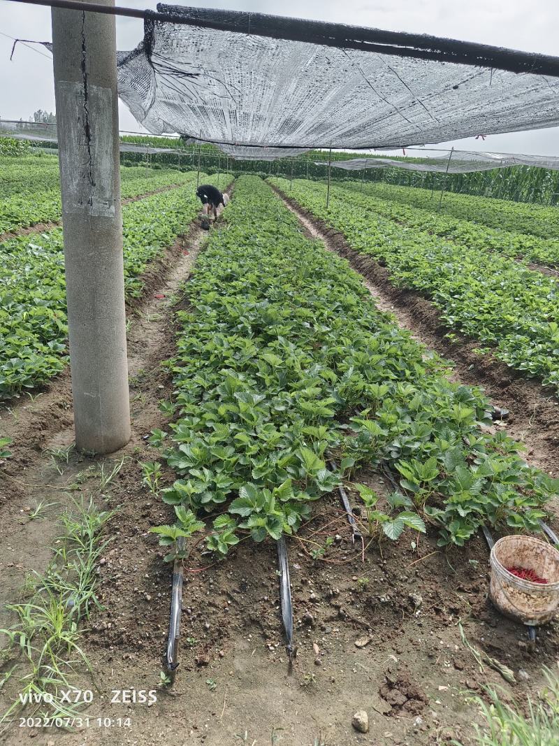 基地直供，香野甜宝越秀艳丽等品种，大量有货。
