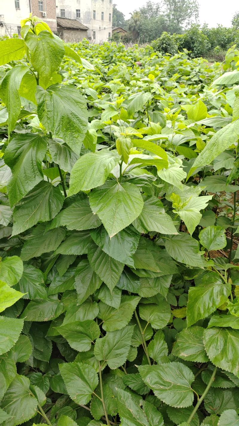桑叶，手掌大的叶片，精品供应，大量经营，常年供货