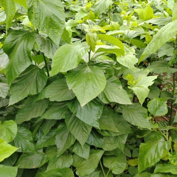 桑叶,手掌大的叶片,精品供应,大量经营,常年供货
