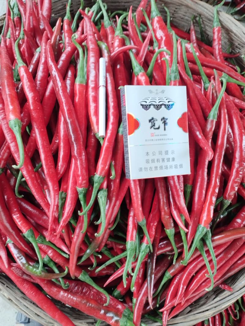 四川资阳三鲜辣椒巳上市，欢迎新老朋友订购！