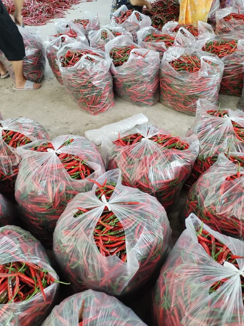 四川资阳三鲜辣椒巳上市，欢迎新老朋友订购！