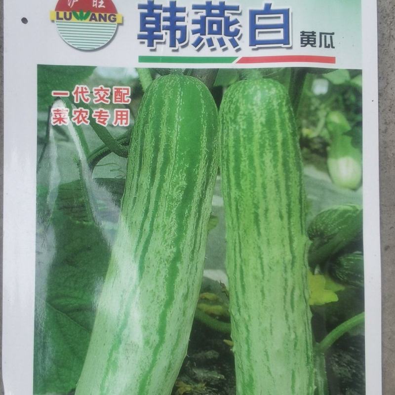 黄瓜种子韩燕白早熟无苦味绿白色旱黄瓜全雌节节有瓜顺直