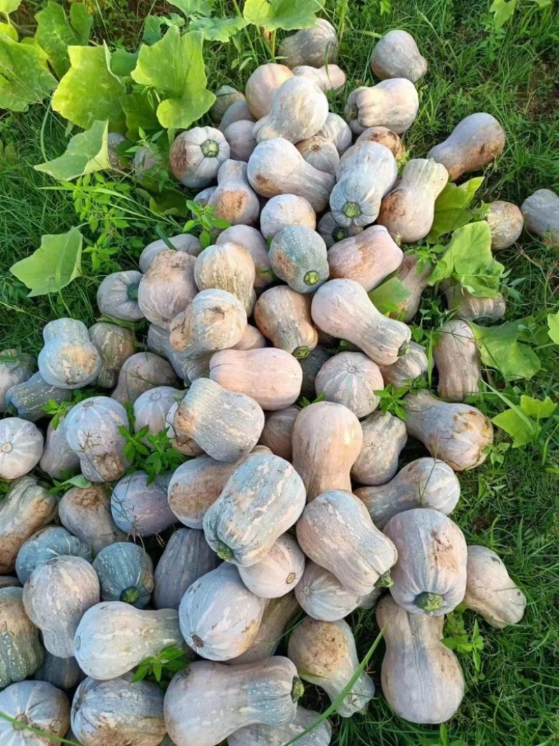 小金香花生南瓜万亩基地直发，品质保证对接外贸档口