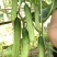 黄瓜种子韩燕白早熟无苦味绿白色旱黄瓜全雌节节有瓜顺直