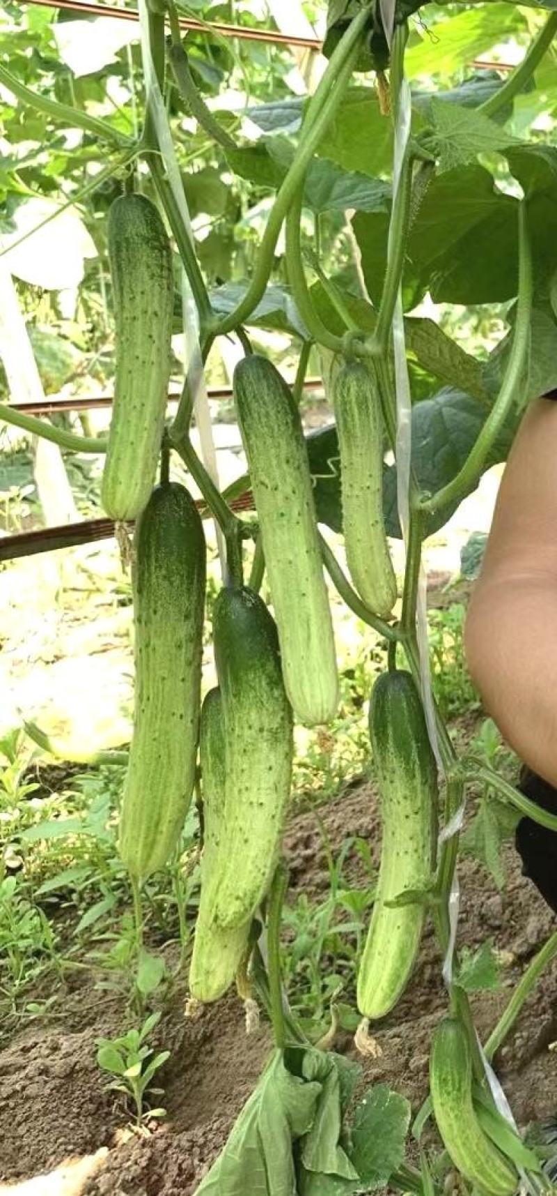黄瓜种子韩燕白早熟无苦味绿白色旱黄瓜全雌节节有瓜顺直