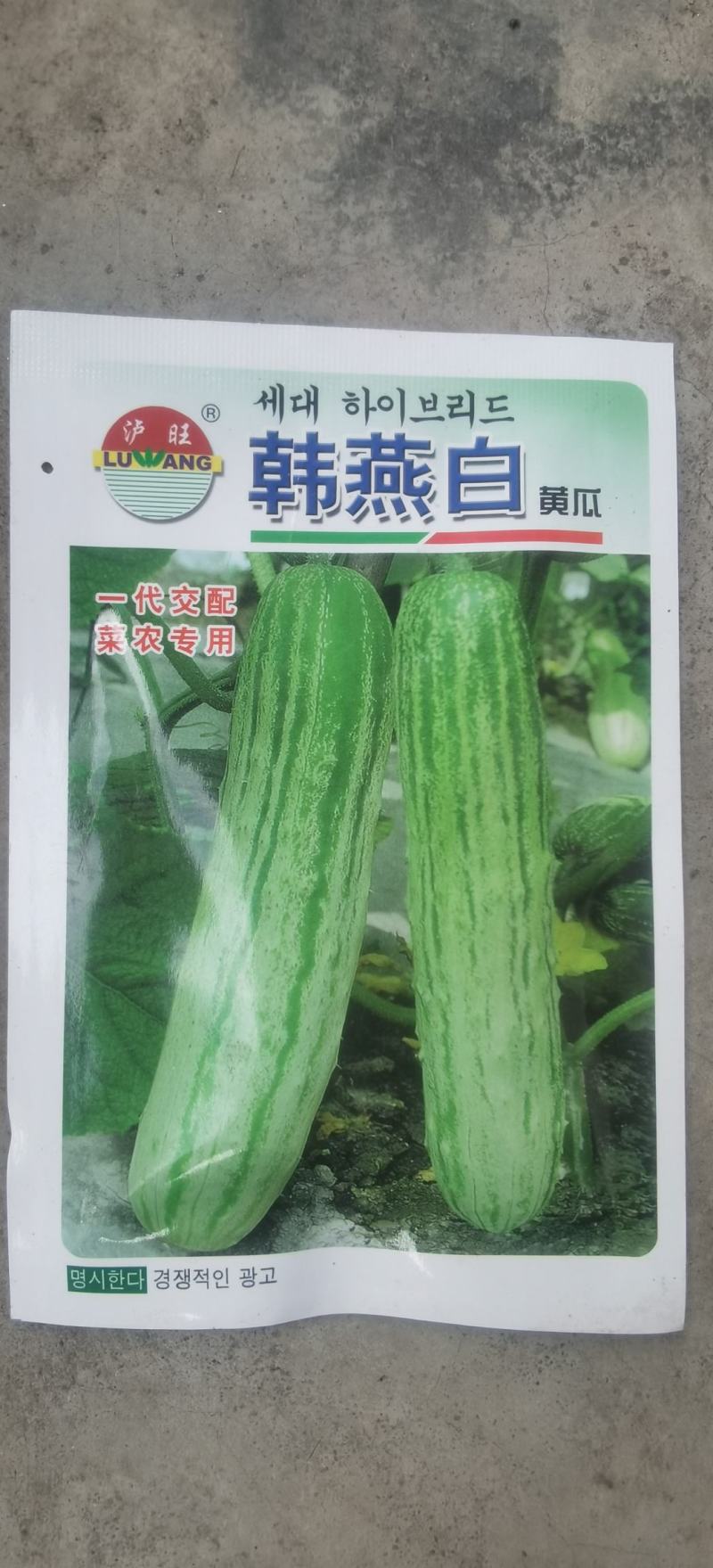 黄瓜种子韩燕白早熟无苦味绿白色旱黄瓜全雌节节有瓜顺直