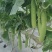 黄瓜种子韩燕白早熟无苦味绿白色旱黄瓜全雌节节有瓜顺直