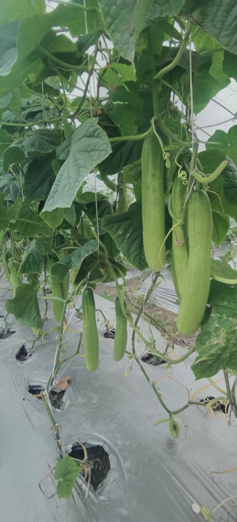 黄瓜种子韩燕白早熟无苦味绿白色旱黄瓜全雌节节有瓜顺直