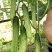黄瓜种子韩燕白早熟无苦味绿白色旱黄瓜全雌节节有瓜顺直