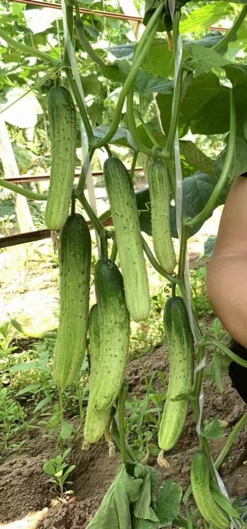 黄瓜种子韩燕白早熟无苦味绿白色旱黄瓜全雌节节有瓜顺直