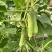 黄瓜种子韩燕白早熟无苦味绿白色旱黄瓜全雌节节有瓜顺直