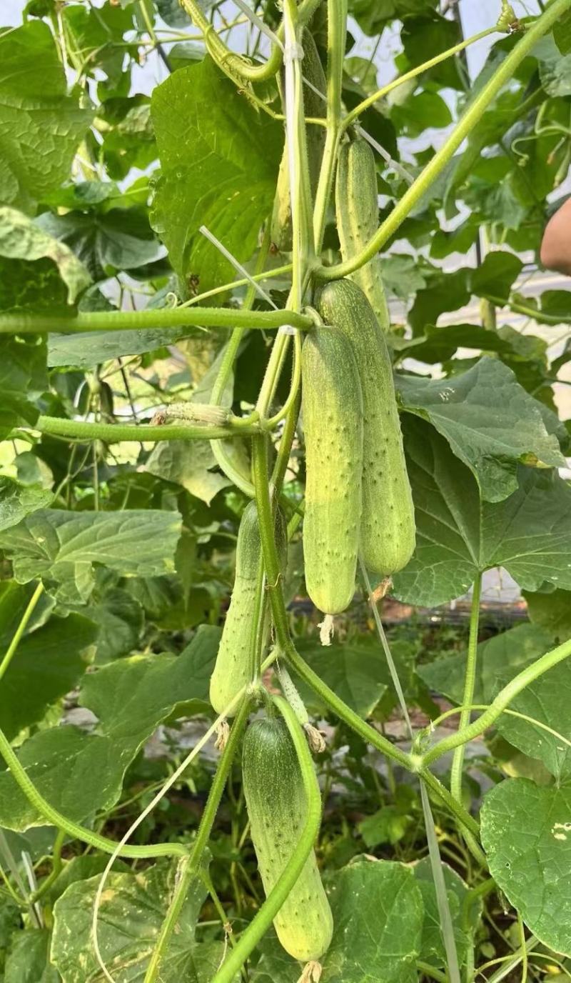 黄瓜种子韩燕白早熟无苦味绿白色旱黄瓜全雌节节有瓜顺直