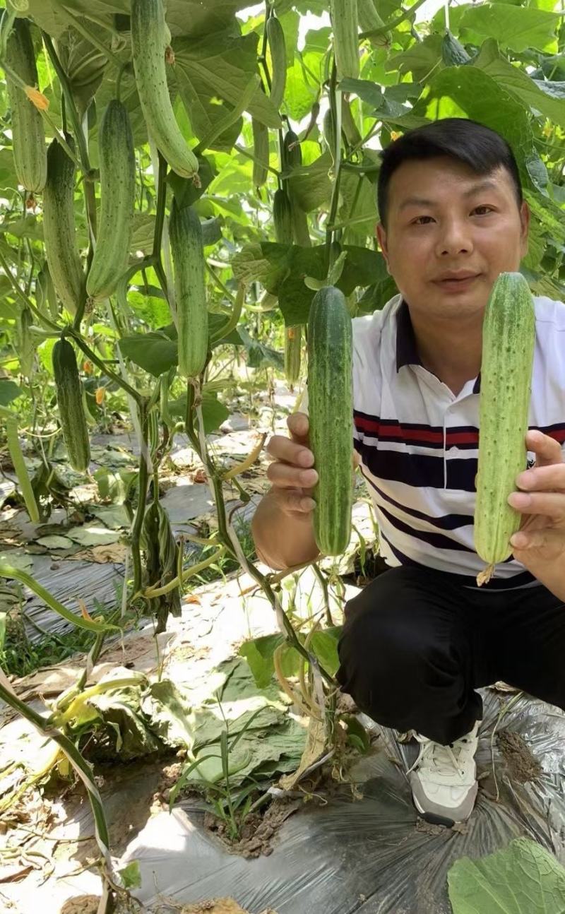 黄瓜种子韩燕白早熟无苦味绿白色旱黄瓜全雌节节有瓜顺直